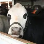 Livestock Entry Sunday August 2nd
